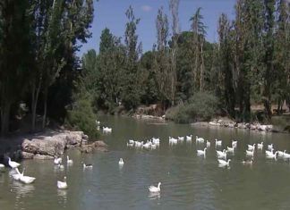 La gripe aviar llega a Móstoles La gripe aviar llega a Móstoles