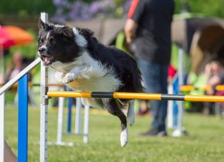 Circuitos Agility en las áreas caninas de Móstoles Circuitos Agility en las áreas caninas de Móstoles
