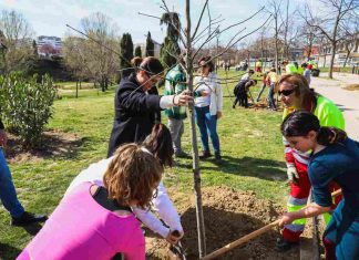 Móstoles conmemorada el Día del Árbol con los más pequeños Móstoles conmemorada el Día del Árbol con los más pequeños