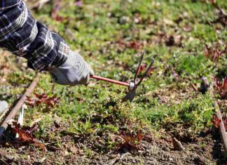La horticultura ecológica horizonte laboral para vecinos de Móstoles La horticultura ecológica horizonte laboral para vecinos de Móstoles