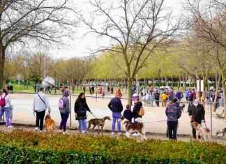 Un centenar de perros estrenan el Agility del parque de Los Planetas de Móstoles Un centenar de perros estrenan el Agility del parque de Los Planetas de Móstoles