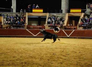 La tauromaquia en las Fiestas de Móstoles La tauromaquia en las Fiestas de Móstoles