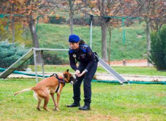 Exhibición de la unidad canina de la Policía Municipal de Móstoles Exhibición de la unidad canina de la Policía Municipal de Móstoles