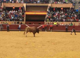 Los toros en el centro del debate político en Móstoles Los toros en el centro del debate político en Móstoles