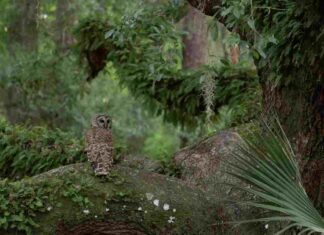 Avistamiento de búhos en Móstoles este domingo Avistamiento de búhos en Móstoles este domingo