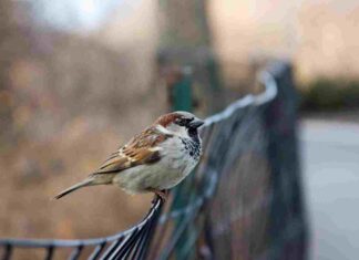 ¿Quién anda ahÃ? Móstoles: Gorriones Nueva columna de sábado sobre la ciudad de Móstoles, sus pájaros y su naturaleza. ¿Quién anda ahÃ? Móstoles: GorrionesÂ