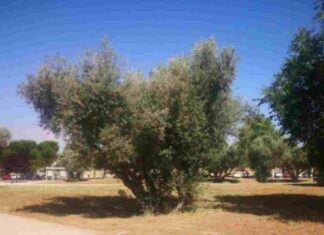 Ecologistas en Acción denuncia la destrucción del Parque de los Olivos de Móstoles Ecologistas en Acción denuncia la destrucción del Parque de los Olivos de Móstoles