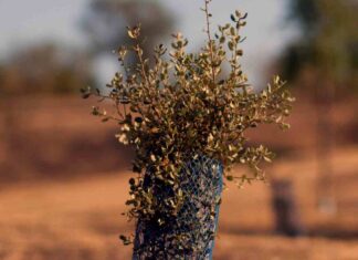 El próximo 9 de febrero plantación en Móstoles impulsada por Ecologistas en Acción El próximo 9 de febrero plantación en Móstoles impulsada por Ecologistas en Acción
