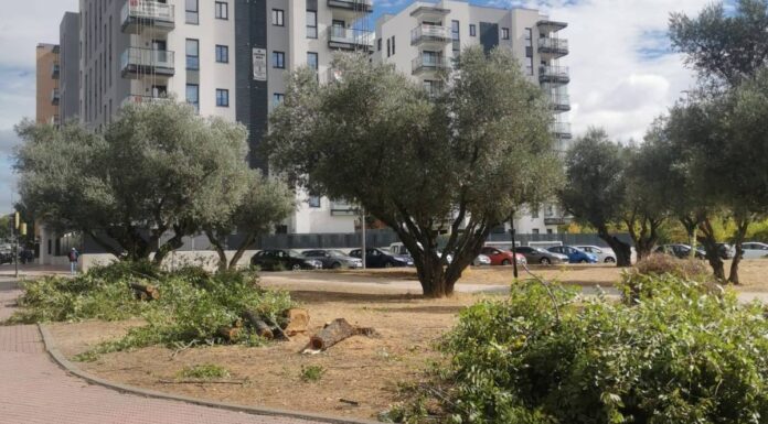 Ecologistas en Acción denuncia la tala de olmos en el Parque de los Olivos de Móstoles Ecologistas en Acción denuncia la tala de olmos en el Parque de los Olivos de Móstoles