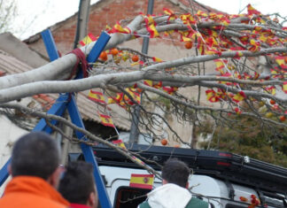 De El Soto a Cuartel Huerta: el traslado del árbol de los ‘quintos’ que revive el pasado de Móstoles De El Soto a Cuartel Huerta: el traslado del árbol de los 'quintos' que revive el pasado de Móstoles