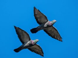 Denuncia vecinal en Estoril II, Móstoles, por la proliferación de palomas: podcast mostoleshoy