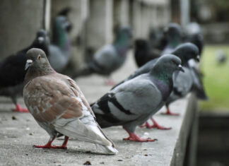 Vecinos de Móstoles denuncian una invasión de palomas: «No se pueden ni tener abiertas las ventanas» Vecinos de Móstoles denuncian una invasión de palomas: «No se pueden ni tener abiertas las ventanas»