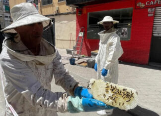 Detectan un enjambre de abejas en plena vÃa pública de Móstoles: ya ha sido retirado Detectan un enjambre de abejas en plena vÃa pública de Móstoles: ya ha sido retirado