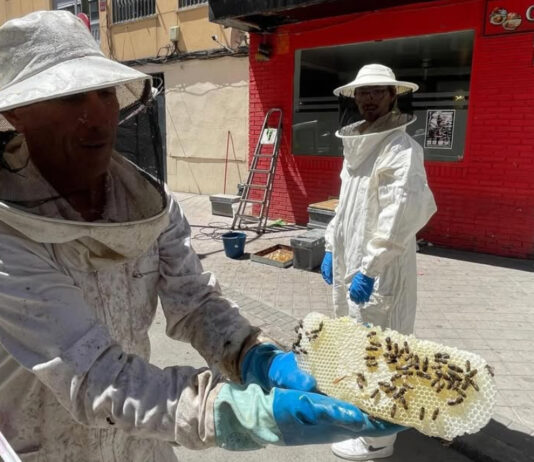 Detectan un enjambre de abejas en plena vía pública de Móstoles: ya ha sido retirado Detectan un enjambre de abejas en plena vía pública de Móstoles: ya ha sido retirado