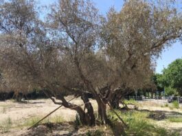 Más Madrid Móstoles exige actuar para salvar los olivos Más Madrid Móstoles exige actuar para salvar los olivos