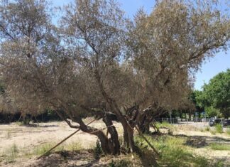 Más Madrid Móstoles exige actuar para salvar los olivos Más Madrid Móstoles exige actuar para salvar los olivos
