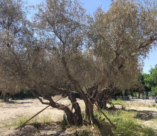 Más Madrid Móstoles exige actuar para salvar los olivos Más Madrid Móstoles exige actuar para salvar los olivos