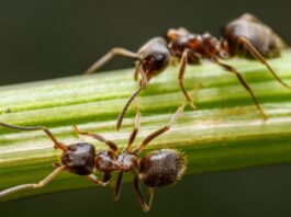 Móstoles reúne a los mayores expertos en hormigas de la Península Móstoles reúne a los mayores expertos en hormigas de la Península