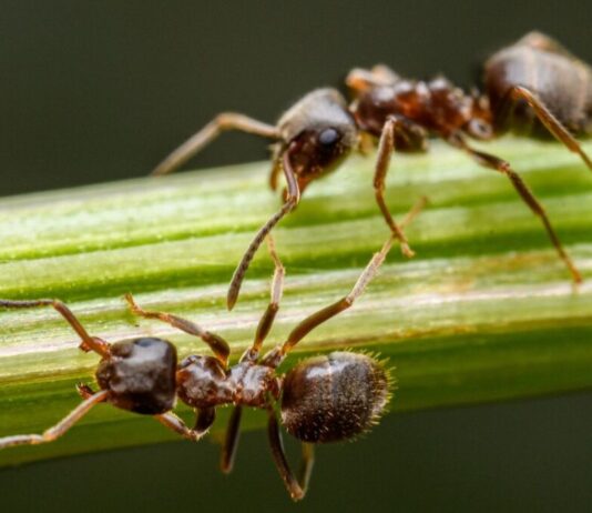 Móstoles reúne a los mayores expertos en hormigas de la Península Móstoles reúne a los mayores expertos en hormigas de la Península