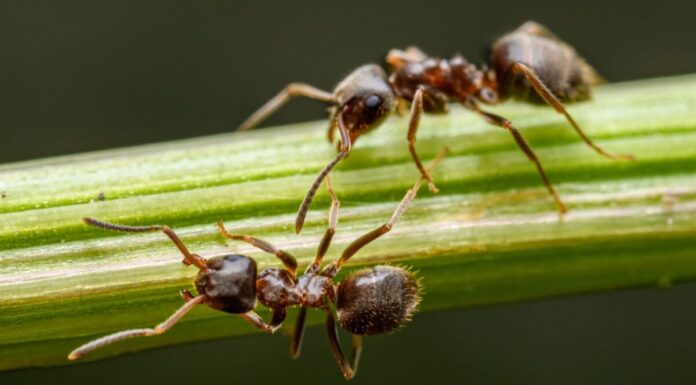 Móstoles reúne a los mayores expertos en hormigas de la PenÃnsula Móstoles reúne a los mayores expertos en hormigas de la PenÃnsulaÂ