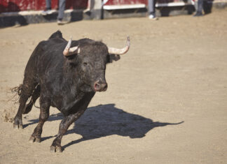 Un vecino de Móstoles, hospitalizado al resultar herido en el último encierro en los San Fermines Un vecino de Móstoles, hospitalizado al resultar herido en el último encierro en los San Fermines