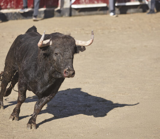 Un vecino de Móstoles, hospitalizado al resultar herido en el último encierro en los San Fermines Un vecino de Móstoles, hospitalizado al resultar herido en el último encierro en los San Fermines