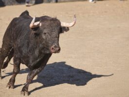Ya disponibles las entradas para las corridas de toros en las Fiestas de Móstoles: dónde y cómo comprarlas Ya disponibles las entradas para las corridas de toros en las Fiestas de Móstoles: dónde y cómo comprarlas