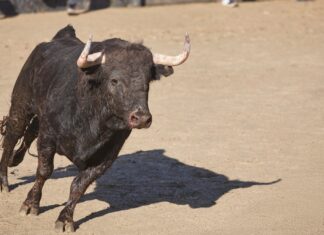 Ya disponibles las entradas para las corridas de toros en las Fiestas de Móstoles: dónde y cómo comprarlas Ya disponibles las entradas para las corridas de toros en las Fiestas de Móstoles: dónde y cómo comprarlas