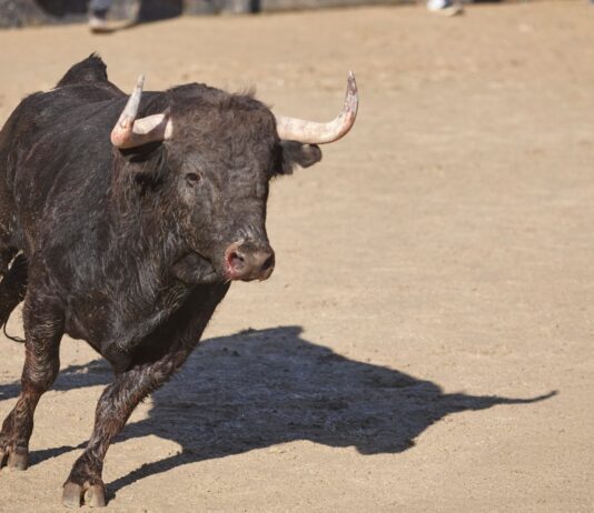 Ya disponibles las entradas para las corridas de toros en las Fiestas de Móstoles: dónde y cómo comprarlas Ya disponibles las entradas para las corridas de toros en las Fiestas de Móstoles: dónde y cómo comprarlas
