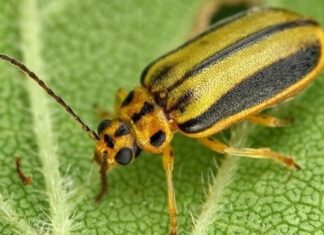 Alerta por la galeruca del olmo en Móstoles: cómo evitar que este escarabajo se cuele en las viviendas Alerta por la galeruca del olmo en Móstoles: cómo evitar que este escarabajo se cuele en las viviendas