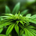 La Policía Municipal de Móstoles incauta más de 3.800 plantas de marihuana