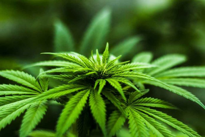 La Policía Municipal de Móstoles incauta más de 3.800 plantas de marihuana