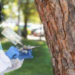 Móstoles planta cara a la oruga procesionaria