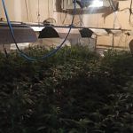 La Policía de Móstoles elimina otras dos plantaciones de marihuana de Las Sabinas