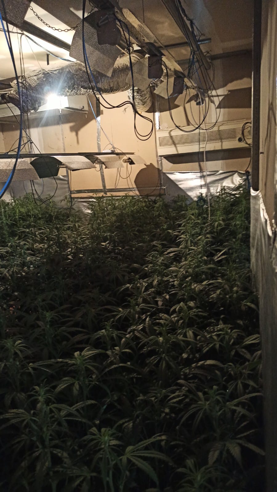 La Policía de Móstoles elimina otras dos plantaciones de marihuana de Las Sabinas