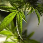 marijuana-leaf-5315553_960_720