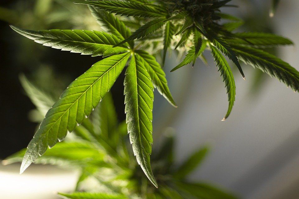 La Policía de Móstoles elimina otras dos plantaciones de marihuana de Las Sabinas