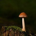 mushroom-6654593_1280
