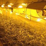 La Policía de Móstoles elimina otras dos plantaciones de marihuana de Las Sabinas