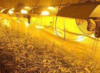 La Policía de Móstoles elimina otras dos plantaciones de marihuana de Las Sabinas