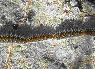Móstoles planta cara a la oruga procesionaria