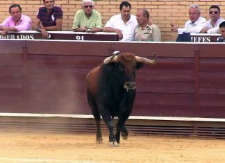 Vox Móstoles apuesta por recuperar los toros en las Fiestas de Mayo