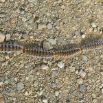 processionary-1189371_1280