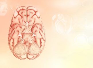 Hoy en la consulta del fisio: la capacidad cerebral