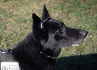Kun, Wolf y Blondy cierran el aniversario de la Unidad Canina de Móstoles