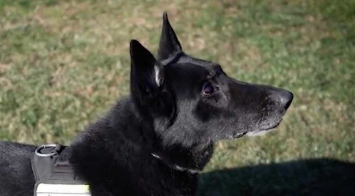 Kun, Wolf y Blondy cierran el aniversario de la Unidad Canina de Móstoles