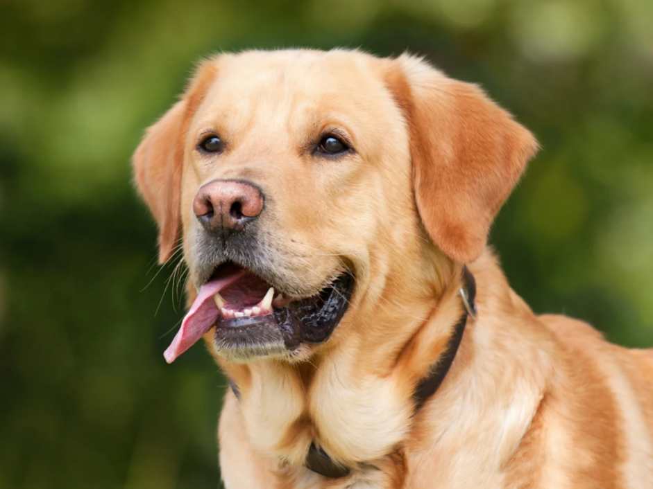 Vox Móstoles propone implementar el ADN canino en Móstoles