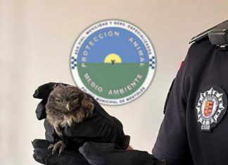 Varias crías de aves rescatadas en los últimos días por la Policía de Móstoles