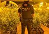 Varios detenidos por plantaciones de marihuana en Móstoles