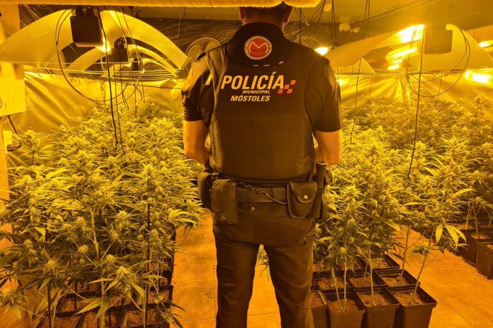 Varios detenidos por plantaciones de marihuana en Móstoles